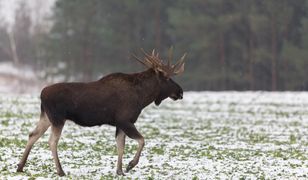 Park narodowy apeluje. Chodzi o bezpieczeństwo ludzi i zwierząt