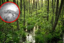 Niedźwiedź na Podlasiu. Sensacja czy nowa codzienność?