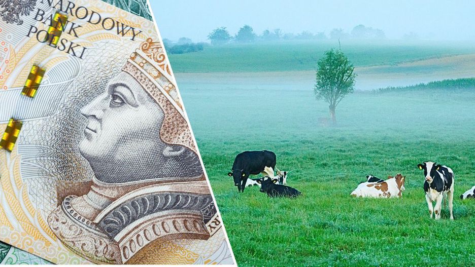 Gospodarstwo pod Kamieniem Pomorskim – okazja czy ryzyko?