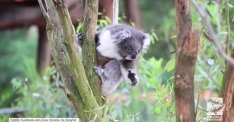 Miś koala nie może opanować radości poznając nowy dom