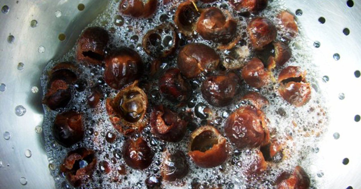 Soap Nuts as a Natural Detergent. Put Them into the Washing Machine or the Dishwasher
