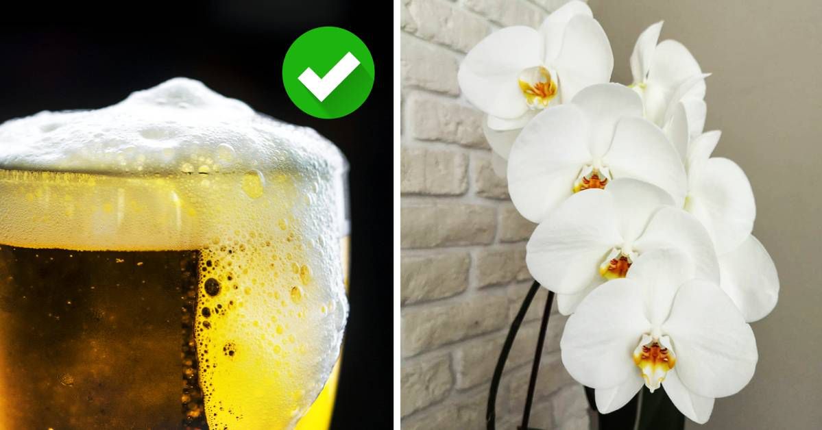 Taking Care of Orchids – Does It Make Any Sense to Water Them With… Beer?