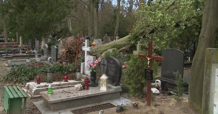 Po wichurze w Szczecinie – powalone drzewa zniszczyły groby na cmentarzu