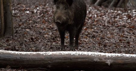 Ranny dzik zaatakował pracowników leśnych, a potem ekipę karetki