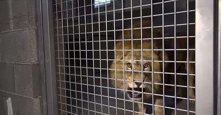 “Nie mieliśmy zezwoleń, kierowaliśmy się sercem chcąc znaleźć im dom”. Dziewięć lwów zabranych z nielegalnego zoo na Węgrzech