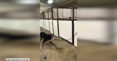 Pies z niezwykłym entuzjazmem wyprowadza konia na smyczy