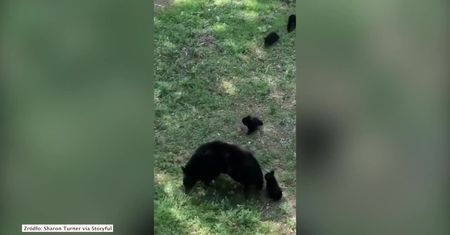 Rodzina niedźwiedzi odwiedziła przydomowy ogródek w Tennessee