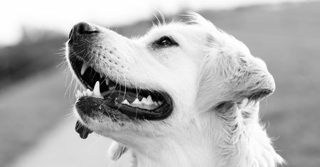 POLICJANCI URATOWALI WYCIEŃCZONEGO LABRADORA, ZAMKNIĘTEGO W NAGRZANYM SAMOCHODZIE