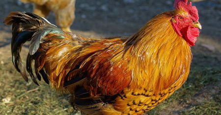 Polscy producenci drobiu walczą z rosnącym problemem salmonelli. Liczba zachorowań rośnie od dwóch lat