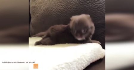 Tak cieszy się najmniejszy pies świata. Szczeniak chihuahua nie może usiedzieć w miejscu