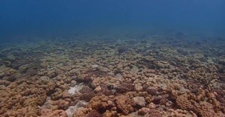 “Niebiańska plaża” w Tajlandii będzie zamykana. Turyści zagrażają rafie koralowej