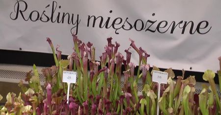 Mięsożerne muchołówki, rosiczki i kapturnice na jednej wystawie