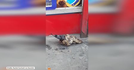 Przechodnie w Londynie zaskoczeni widokiem węża, który zjada gołębia