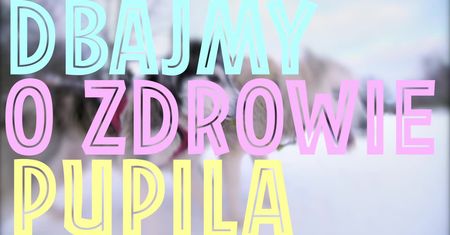 Dziś Dzień Kundelka. Jak dbać o zdrowie swojego pupila?