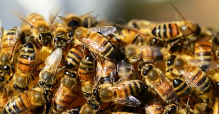 Polska wiodącym producentem miodów w UE