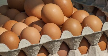 Salmonella w jajach ściółkowych firmy Polskie Fermy