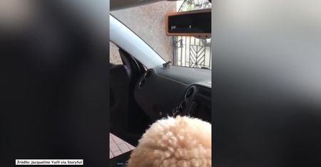 Pies patrzy, jak uwięziony ptak szuka szybkiego wyjścia z samochodu