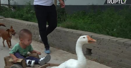 Kilkulatek z Chin jeździ w przyczepce ciągniętej przez… gęś.