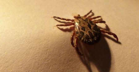 Nawet co szósty kleszcz jest nosicielem wirusa prowadzącego do kleszczowego zapalenia mózgu. Narażeni są również mieszkańcy miast