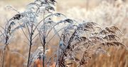 Niedziela pogodna w większości kraju. Słaby śnieg poprószy tylko na południowym-wschodzie