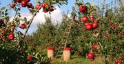 Tegoroczne zbiory owoców będą nawet o 30 proc. niższe niż zwykle. To odbije się na cenach