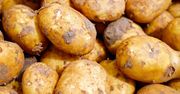 PepsiCo zapowiada wielomilionowe inwestycje w rozwój swoich zakładów w Polsce. Planuje zwiększenie liczby współpracujących gospodarstw rolnych o 30 proc.