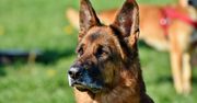 Pierwsze w Polsce międzynarodowe mistrzostwa Flyball. Do rywalizacji stanęły setki czworonogów z właścicielami
