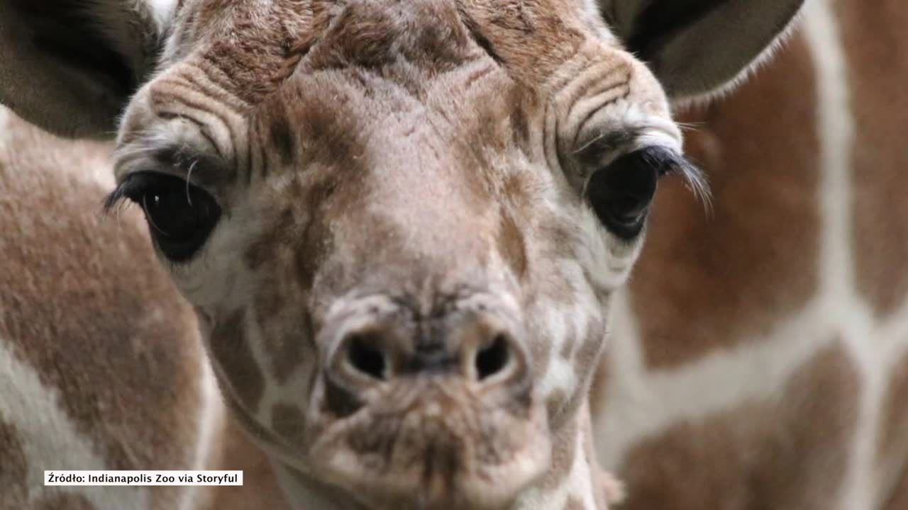 W zoo w Indianapolis przyszła na świat mała żyrafa