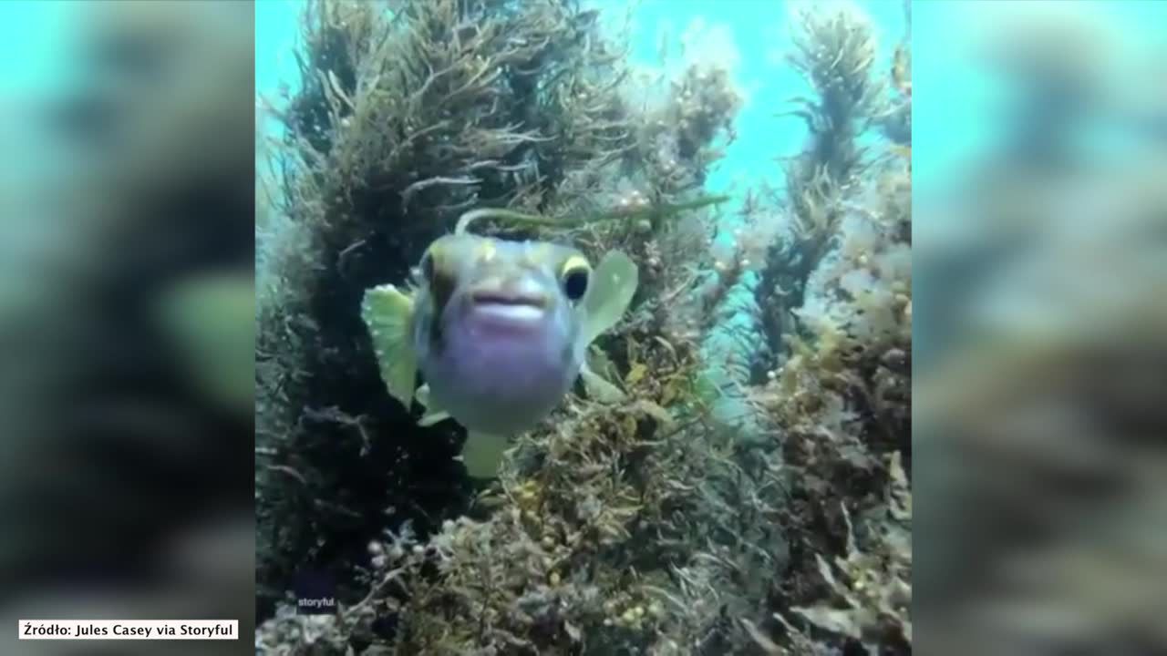 Ta ryba potrzebowała pomocy nurka