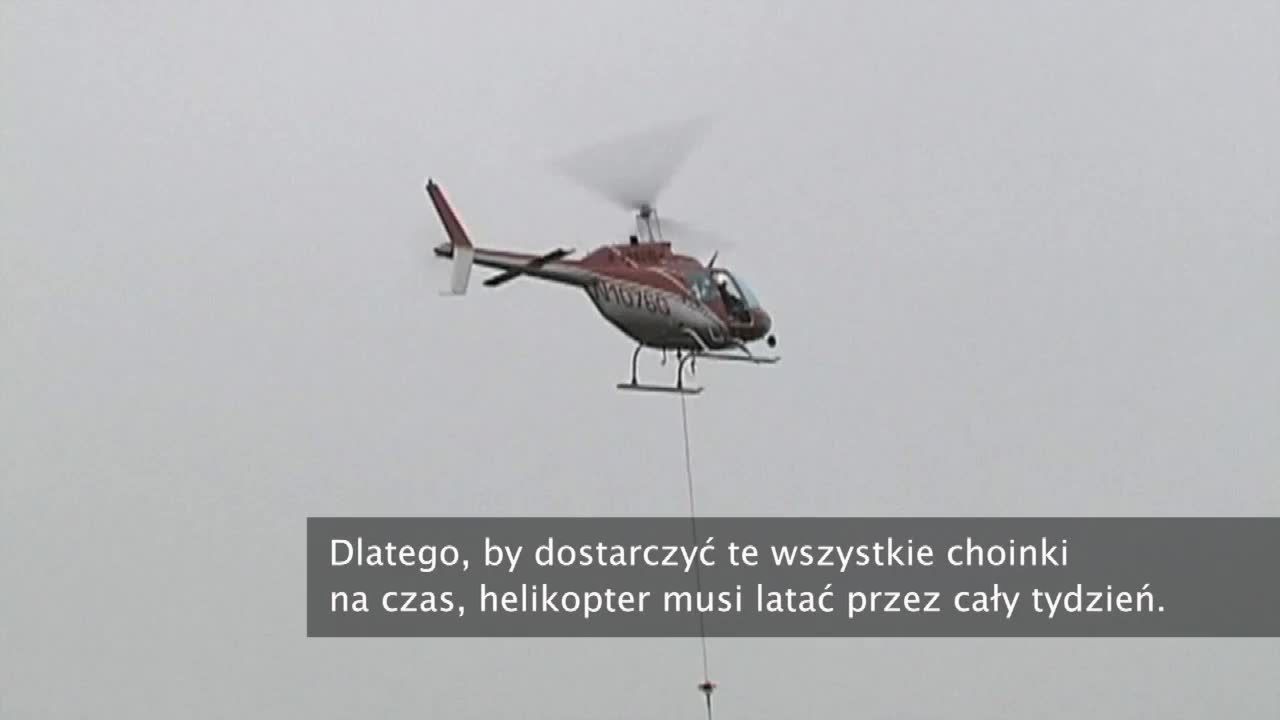 W Stanach Zjednoczonych biznes choinkowy rozkręcają za pomocą… helikopterów