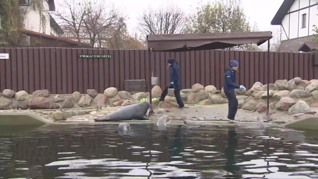 Wszystkie dorosłe foki na Helu są w ciąży. Kim jest ojciec?