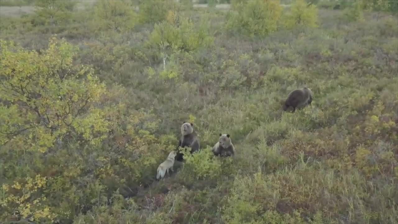 Miał odstraszać niedźwiedzie, ale się z nimi zaprzyjaźnił. Odważna zabawa psa na Kamczatce