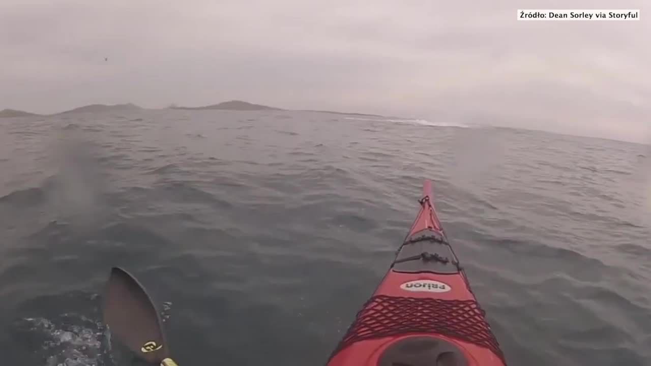 Pływał kajakiem i zauważył wynurzającego się z wody… humbaka!