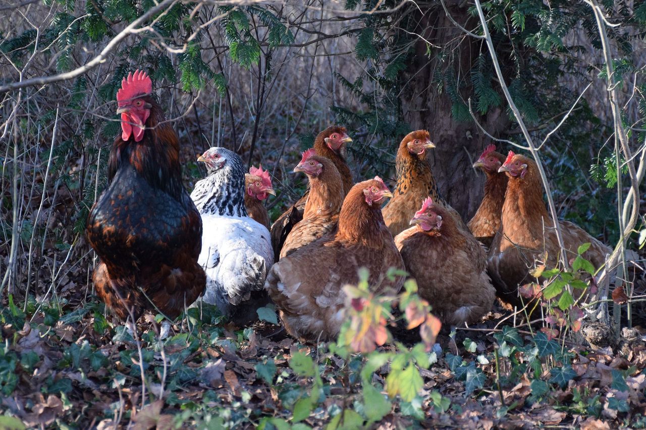 Krajowy eksport drobiu będzie wyhamowywał. Silna światowa konkurencja cenowa blokuje dalszy wzrost
