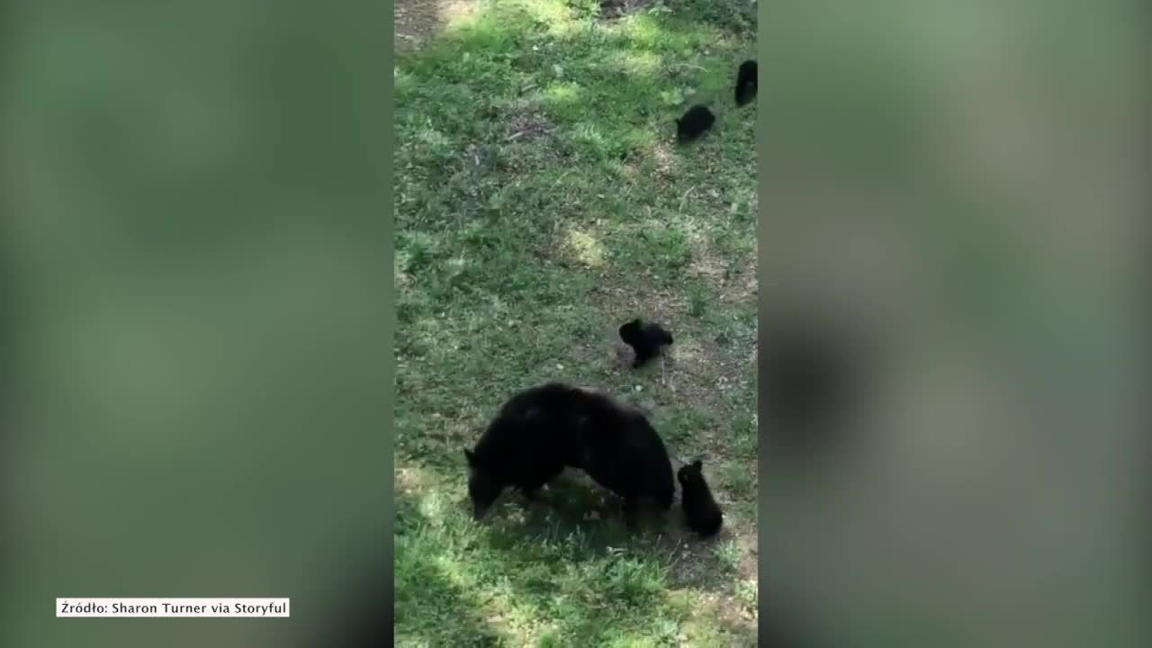 Rodzina niedźwiedzi odwiedziła przydomowy ogródek w Tennessee