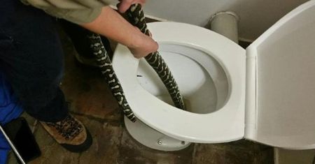Korzystała z toalety, gdy ukąsił ją ogromny pyton