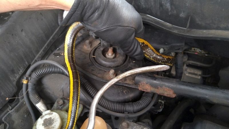 Wąż okazał się niegroźny