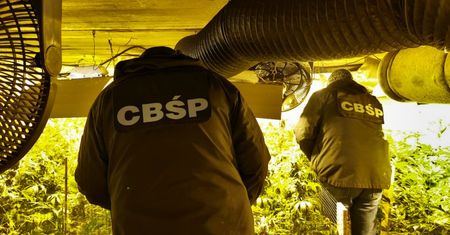 CBŚP: "Gigantyczna uprawa. Ponad 13 tys. krzewów konopi indyjskich"