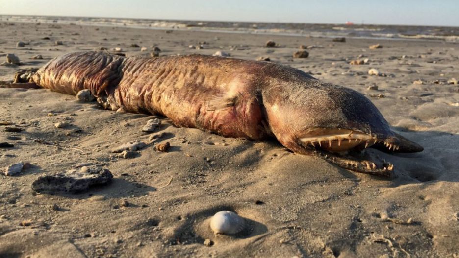 Morskie stworzenie, które Preeti Desai znalazła na jednej z amerykańskich plaż.