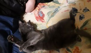 Porzucony na dworcu kot zamieszka w gabinecie prezydenta Wrocławia