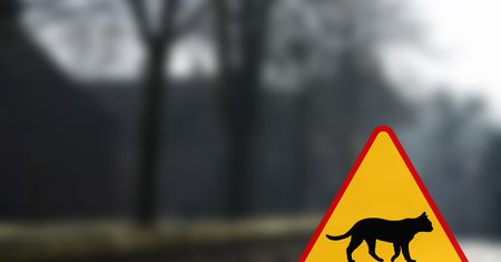 Posłowie chcą znaków drogowych chroniących koty. Marek Suski: to nie byłaby fanaberia