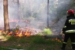 Podpalacz lasu wpadł na gorącym uczynku. Nie miał szans, bo leśnicy zastawili na niego pułapkę