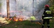Podpalacz lasu wpadł na gorącym uczynku. Nie miał szans, bo leśnicy zastawili na niego pułapkę