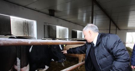 Krowa+. KE nawet nie dostała wniosku. Kołodziejczak: Tylko naiwni uwierzyli