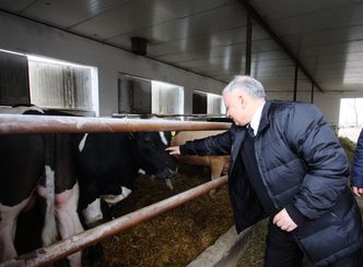 Krowa+. KE nawet nie dostała wniosku. Kołodziejczak: Tylko naiwni uwierzyli