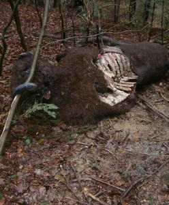 W Bieszczadach znaleziono dwa martwe żubry. Nie przetrwały ataku niedźwiedzia