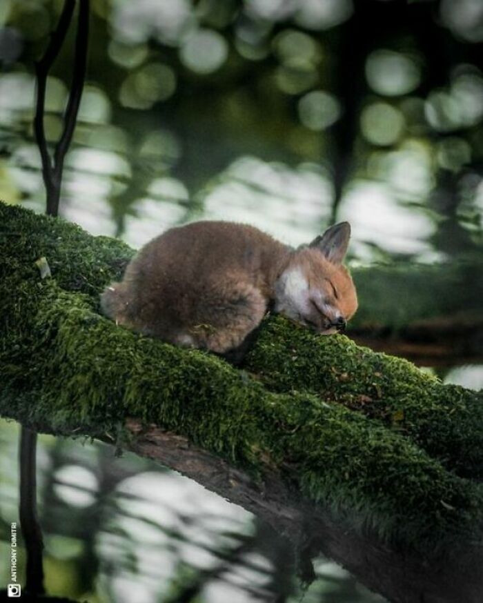 Lis śpiący na gałęzi w lesie