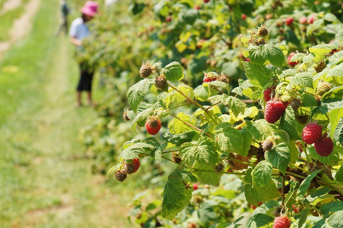 Zastosuj wczesną wiosną. Latem krzew będzie uginać się od malin