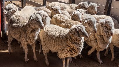 14 tys. owiec uwięzionych na statku. "Tortura dla zwierząt"