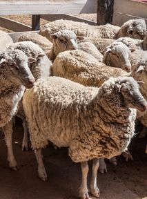 14 tys. owiec uwięzionych na statku. "Tortura dla zwierząt"